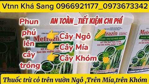 Thuốc trừ cỏ phun phủ trên cây ngô 🌽,An toàn,tiết kiệm công lao động.
