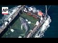 Barge carries 'Timmy' to the North Sea to save the stranded humpback whale