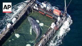 Barge carries 'Timmy' to the North Sea to save the stranded humpback whale