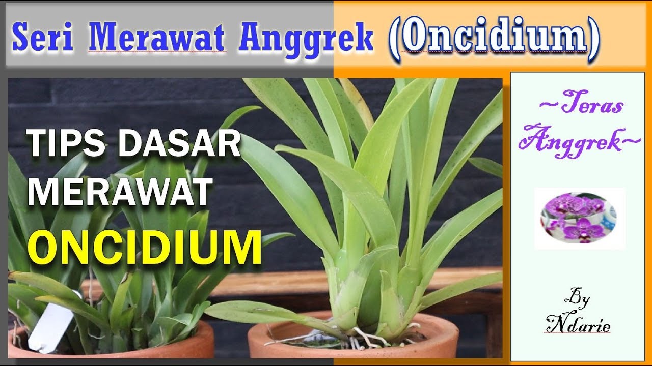 TIPS DASAR PERAWATAN ONCIDIUM YouTube