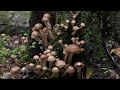 Kingdom of Trees. Short and Relaxing.