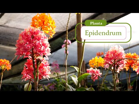 Video: ¿Cómo cultivar orquídeas epidendrum?