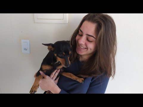 Vídeo: Fibra Solúvel Para Cães Com EPI