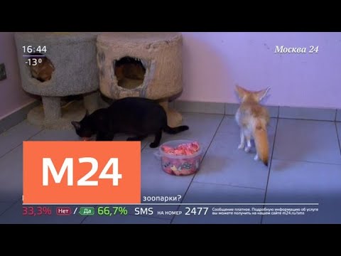 "Жизнь в большом городе": закон о животных - Москва 24