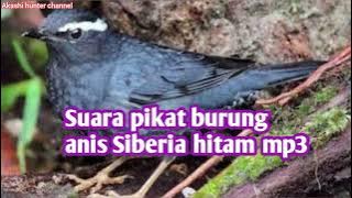 Suara pikat burung anis Siberia hitam mp3