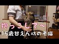 ＃猫甘えん坊　＃Spoiledcat  抱っこして〜　15才の甘えん坊猫