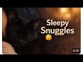 Sleepy Cat Purring ASMR 😴 Cozy Sounds for Sleep