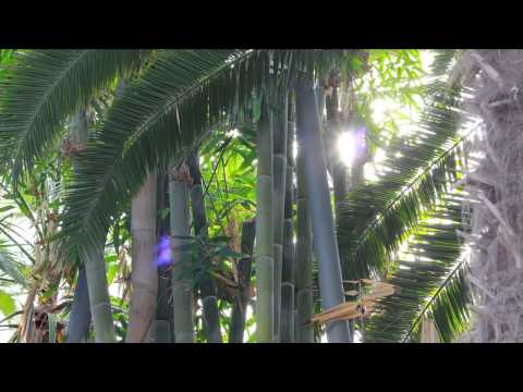 botanischer-garten-karlsruhe:-riesenbambus