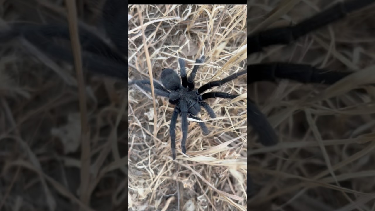 Огромный паук-тарантул! 🕷️ 