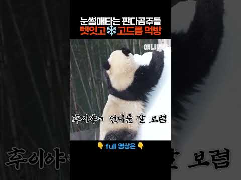 눈썰매 삼매경 판다곰주들 <strong>렛잇고</strong>~(feat.고드름먹방)  #애니멀봐 #shorts