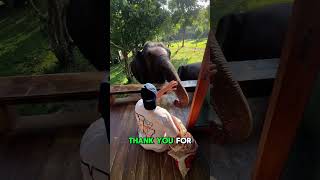 Waking Up To A Big Surprise Feeding Elephants At Tawan Elephant Resort In Chiang Maiunforgettable