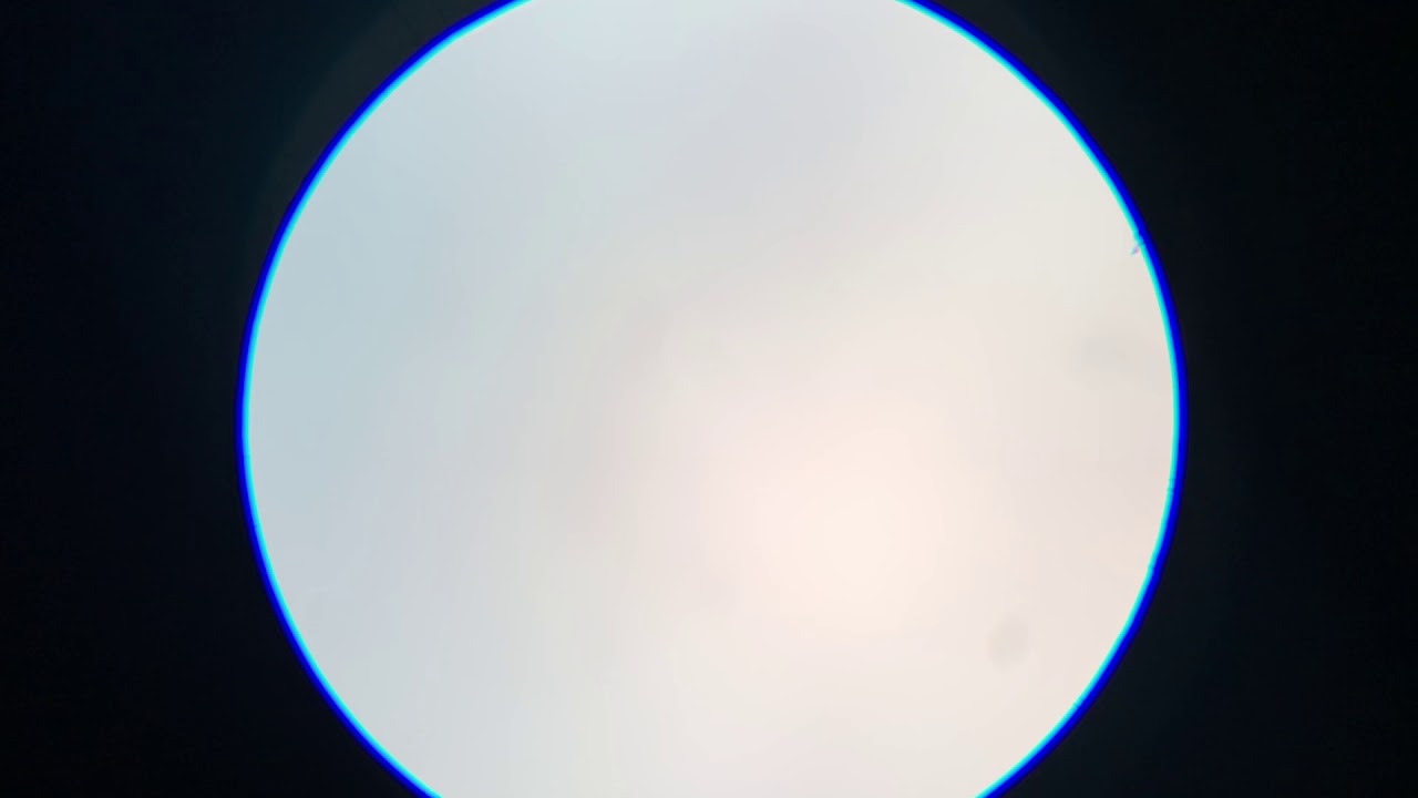 Starfish Bipinnaria Larva