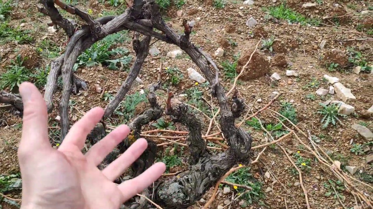 Recuperar viñas viejas