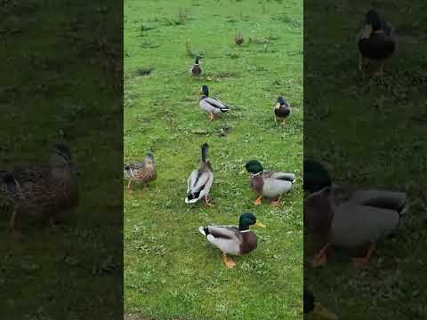 So Many Ducks! Ducks Assemble! #Ducks #swans #geese #avengers