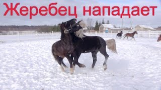 Косячный жеребец 