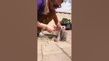 Tricky Snake Rescue