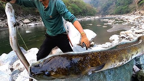 Fishing eel big~fishing with Hook  in river Tizu|| Biggest freshwater eel I ever catch😱||Chimong