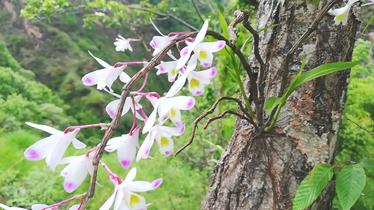 Wild orchid flower | Mountain forests | Sunakhari | Fig tree