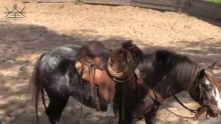 Starting a Gypsy Vanner Under Saddle Day 5 | Colt Starting with Colton Woods Horsemanship