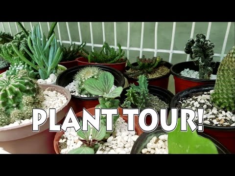 Plant