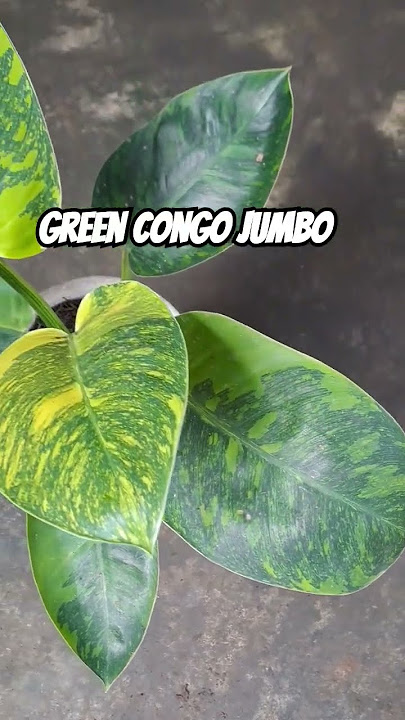 085877269114 #music #song #shortvideo #plants #tanamahias #greencongomarble #tanamanhiashargamurah