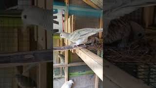 Download Lagu anakan perkutut silver body jumbo MP3