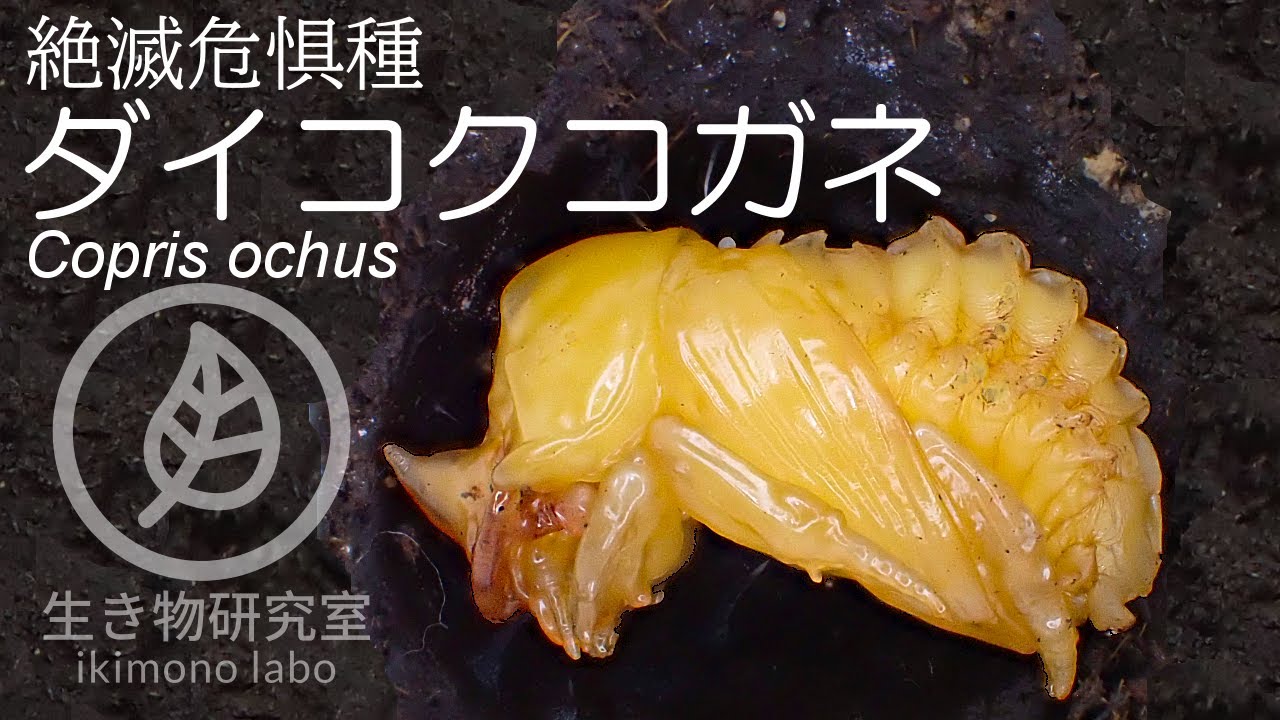 【ダイコクコガネ】産卵から羽化までの飼育記録　Breeding records of dung beetle.