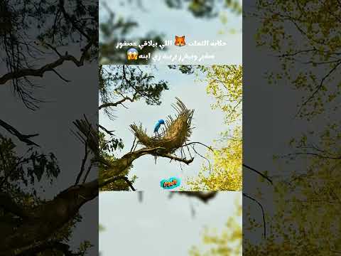 حكايه الثعلب اللي بيلاقي عصفور صغير وبيقرر يربيه زي ابنه Movie Movie فيلم فيلم قصص اهميه