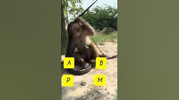 monkey and snakes video like share comment and follow wish you khwaish