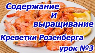 С чего начать, урок №4, содержание и выращивание Креветки Розенберга