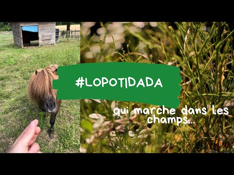 #lopotidada qui marche dans les champs … #cheval #horse #poney #equitation #humour #babyhorse