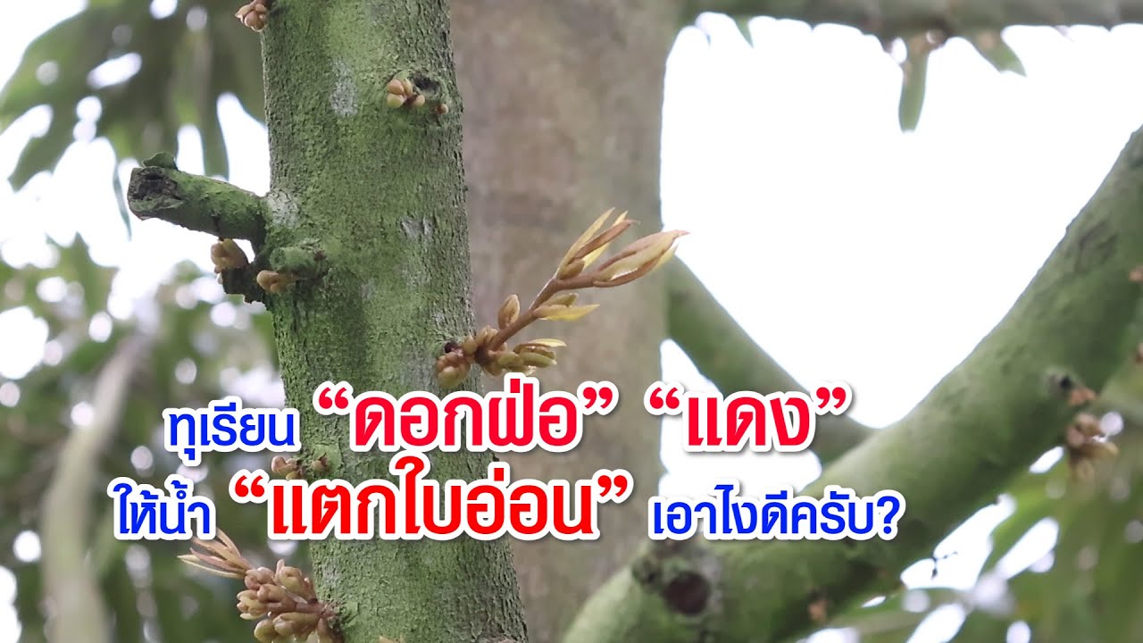 ดอกฝ่อ-แดง ให้น้ำ แตกใบอ่อนเอาไงดีครับ?