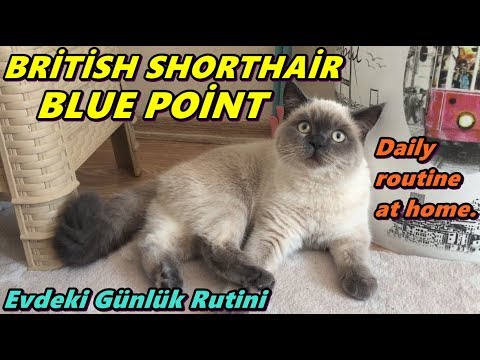 British Shorthair Blue Point Evdeki Oyunlari Youtube