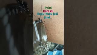 cara supaya kupu-kupu jadi jinak #shorts