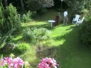 Video: Ageratum Er En Vakker Prydplante For Hage Og Hjem