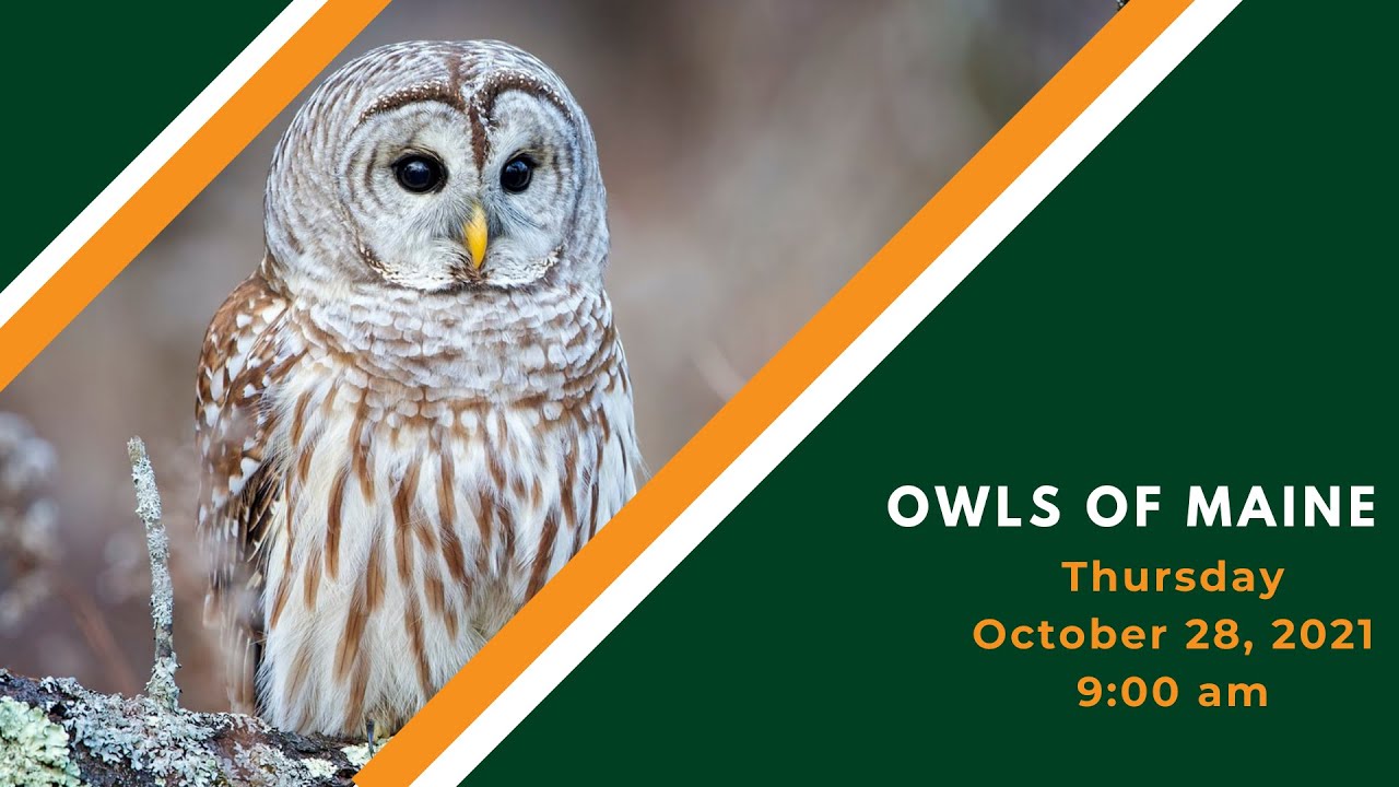 Owls of Maine