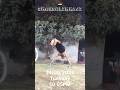 #fullplanche #straddleplanche #handstand