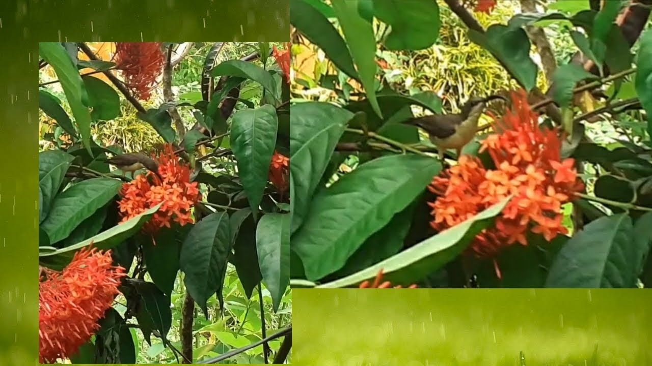 Loten's sunbird pani kurulla- bird & flower