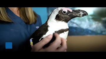 Purps the Penguin: Walking Again with a 3D Printed Boot