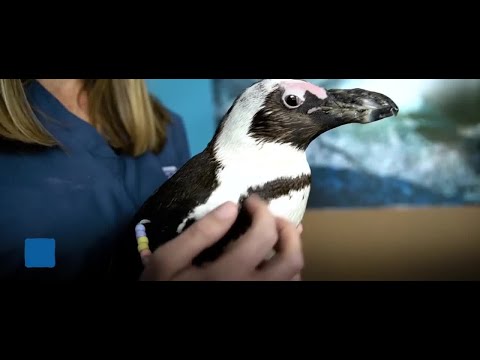 Watch Purps The Penguin Get A Sweet New Boot