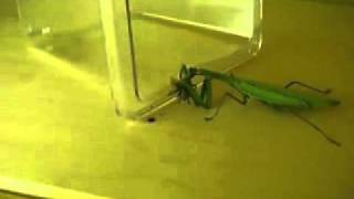 Alex and the Stink Bug (With Sound Effects)
