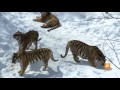 Sons des tigres de lamour amur tiger sounds zoo sauvage de st flicien
