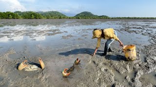 Lucky Day - Huge Mud Crabs In Muddy after Water Low Tide