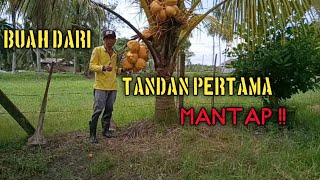 Kelapa Matag Selepas 4 Tahun Menunggu Hasil | After 4 Years of Waiting Kelapa Matag Selepas 4 Tahun Menunggu Hasil | After 4 Years of Waiting