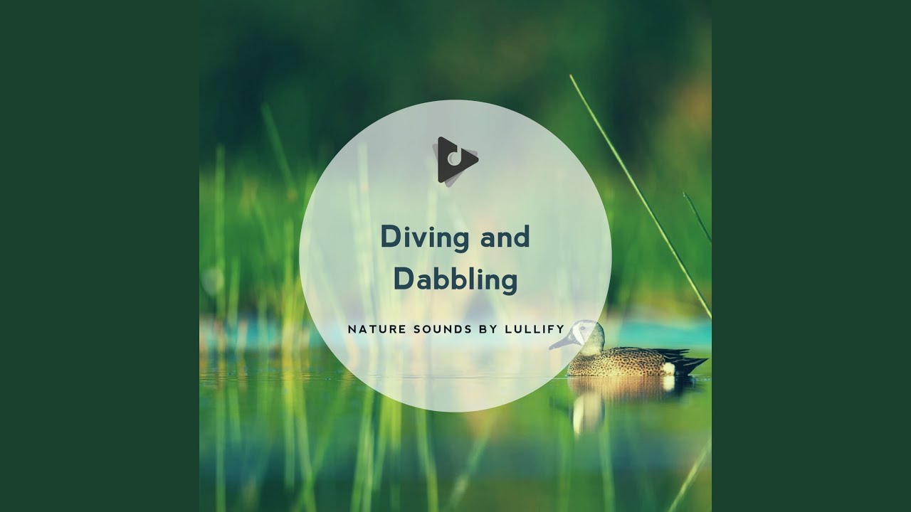 Guarda Greater Scaup su YouTube Guarda Greater Scaup su YouTube