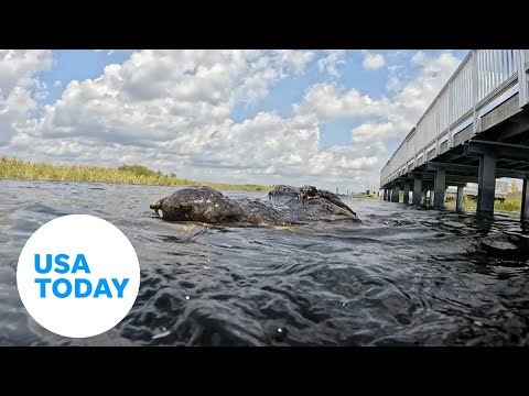 'Jawsome' moment a gator tries to take a bite out of a GoPro | USA TODAY