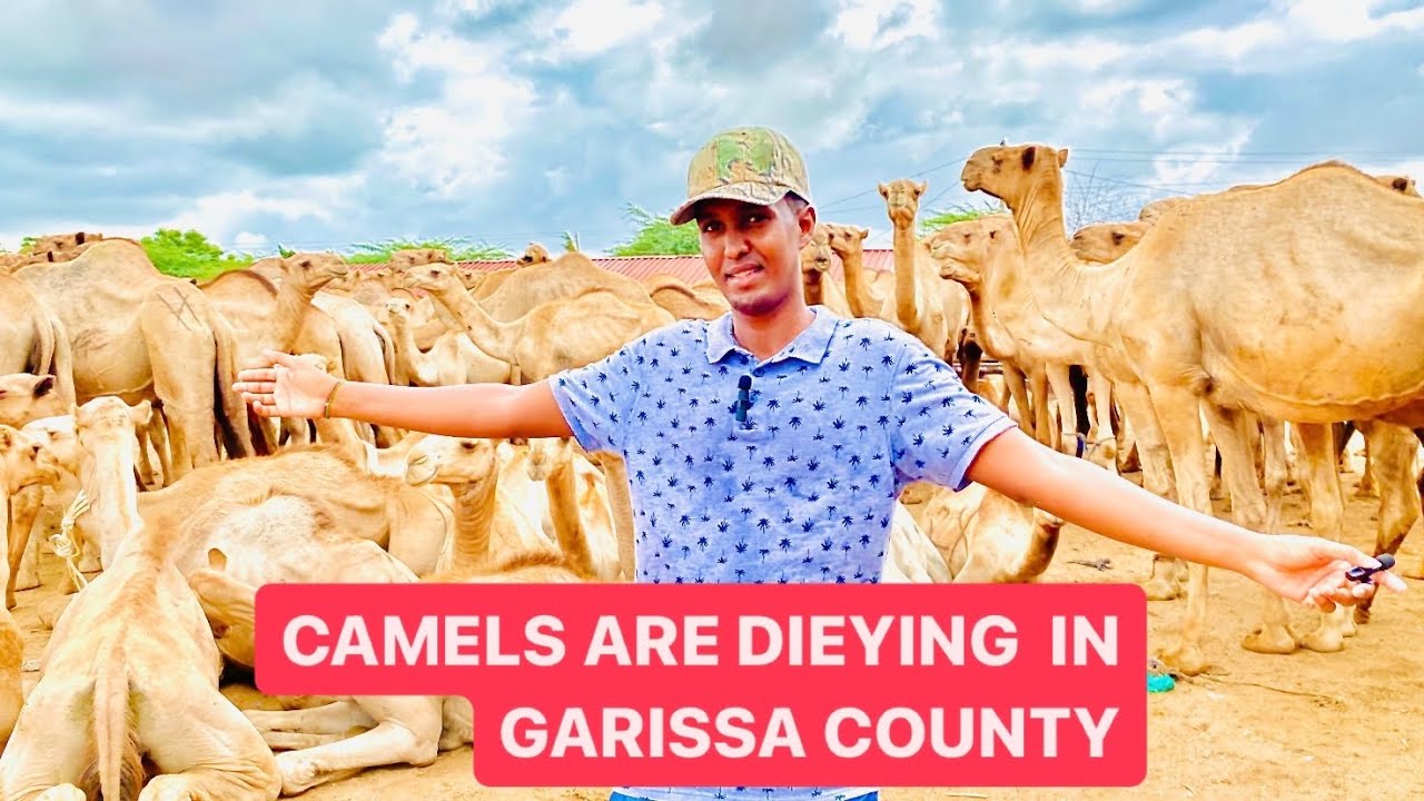 GELLA GARISSA COUNTY WUUDAMANAYAA | SUUQA XOOLAHA GARISSA