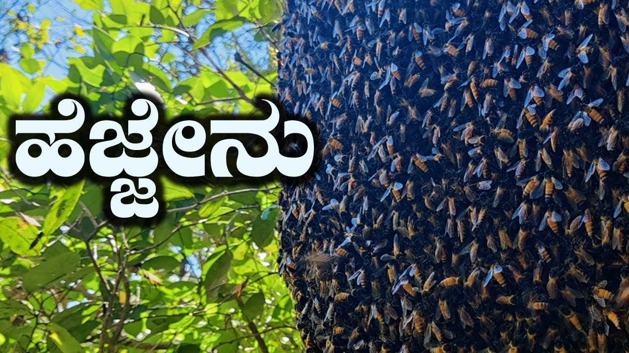 ಕಾಡಿನಲ್ಲಿ ಹೆಜ್ಜೇನು ತೆಗೆಯುವುದನ್ನು ನೋಡಿ Wild Honey Harvesting From Honeycomb | Village Vlogs Kannada
