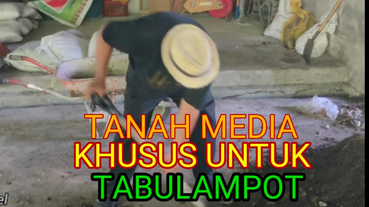 BUAT TANAH MEDIA KHUSUS UNTUK TABULAMPOT