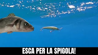 L'ESCA per pescare la SPIGOLA a SPINNING: il MINNOW